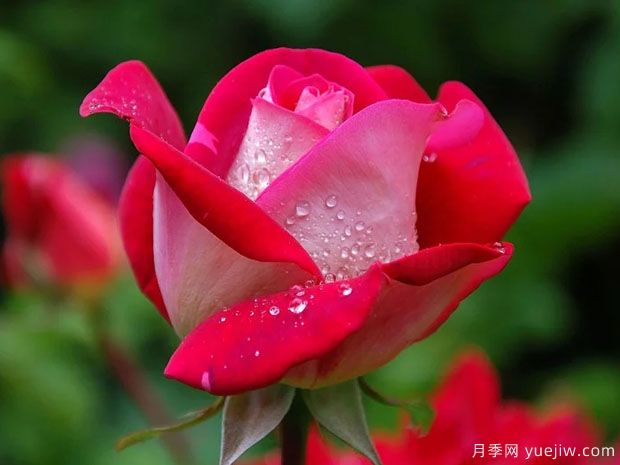 月季葉片發(fā)黃干枯怎么辦，如何準確分辨進(jìn)行挽救(圖1)
