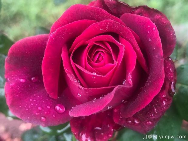 夏天如何養月季 月季可以活多少年(圖1)