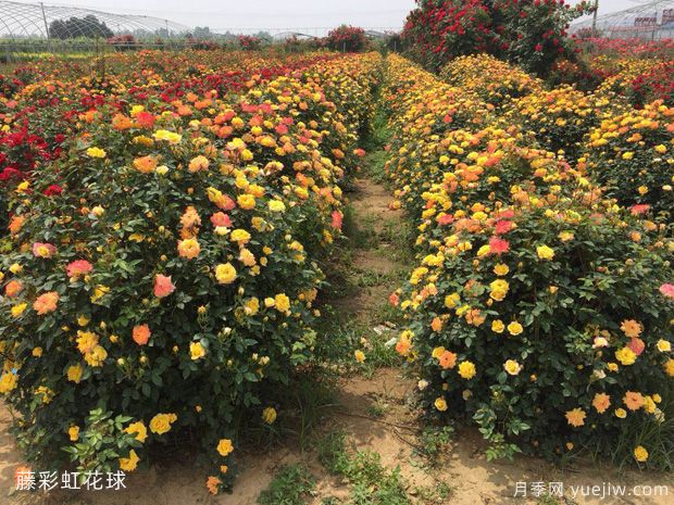 球形灌木怎樣賣(mài)出高價(jià)？月季花球受綠化喜愛(ài)(圖1)