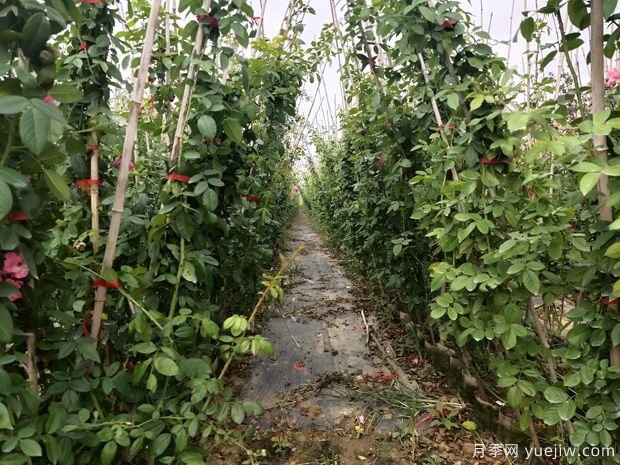 爬藤月季要種多久才會(huì )開(kāi)花(圖1)