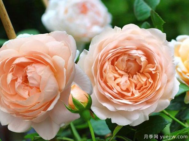月季修剪后怎樣施肥 月季有花苞了怎么養護(圖1)