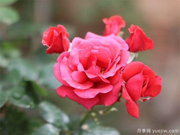 月季花在夏天需要每天澆水嗎？(圖1)