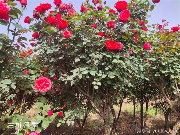 月季開(kāi)花后怎么澆水施肥，平常養護應注意什么(圖1)