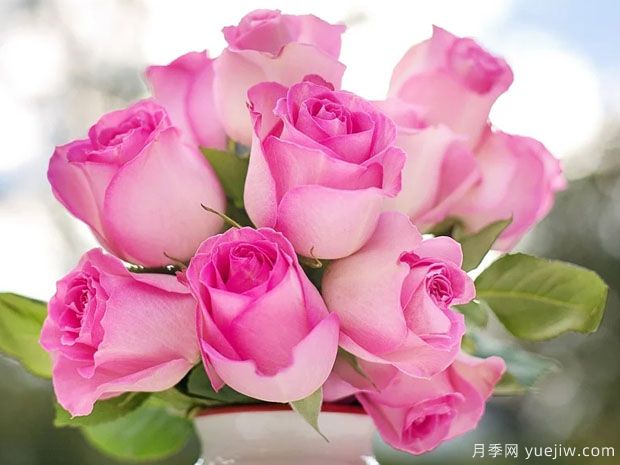 玫瑰花和月季花有什么區別？(圖1)
