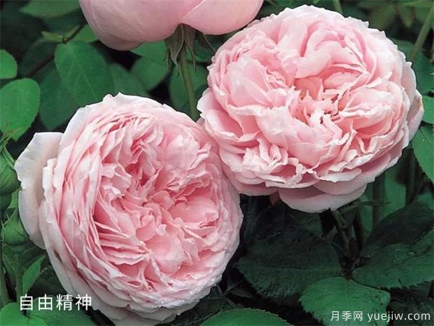 月季品種多，給你5個(gè)優(yōu)秀品種及優(yōu)缺點(diǎn)(圖1)
