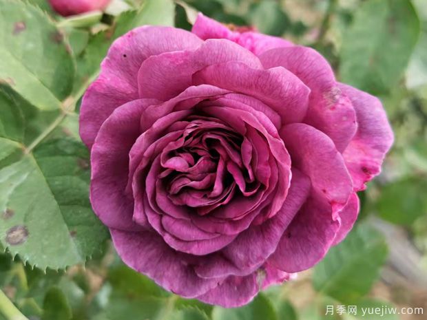 月季花有哪些品種？不同顏色月季花代表有哪些？(圖1)