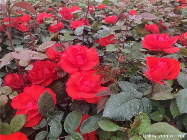 月季花的種子能種嗎？月季花養殖方法(圖1)