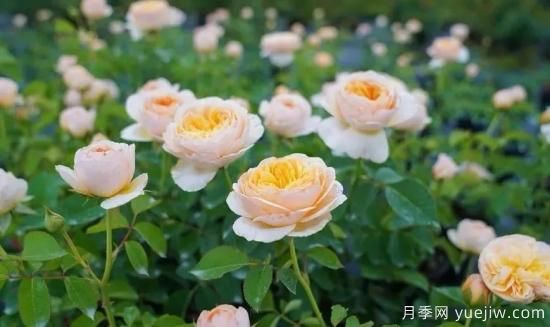 現代月季在園林景觀(guān)的應用！園林綠化人必看！(圖1)