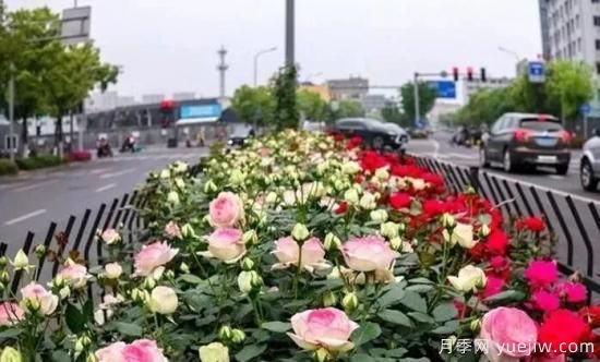 現代月季在園林景觀(guān)的應用！園林綠化人必看！(圖2)