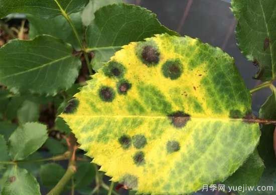 月季黑斑病的癥狀和治療，需要遮陰干燥通風(fēng)(圖1)