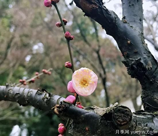 蠟梅和梅花有什么區別？(圖2)
