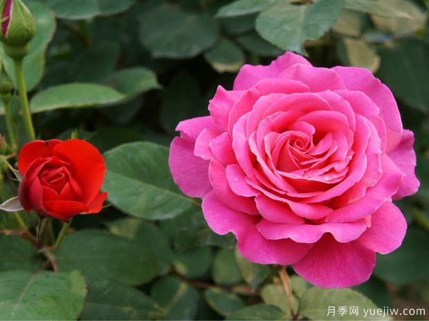 花卉苗木交易中怎么區分一級苗和二級苗？(圖1)