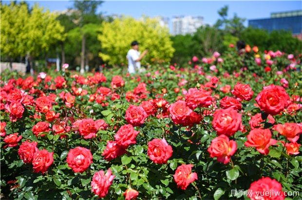 草本花卉修剪秘笈，養花人必看！(圖1)