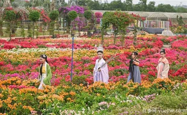 2022年?？谌敲坊ㄕ箚⒛?，五雀花王驚艷出場(chǎng)(圖3)