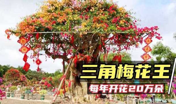 2022年?？谌敲坊ㄕ箚⒛?，五雀花王驚艷出場(chǎng)(圖2)