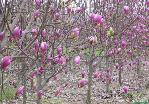 大雪過(guò)后園林植物管理技巧(圖1)