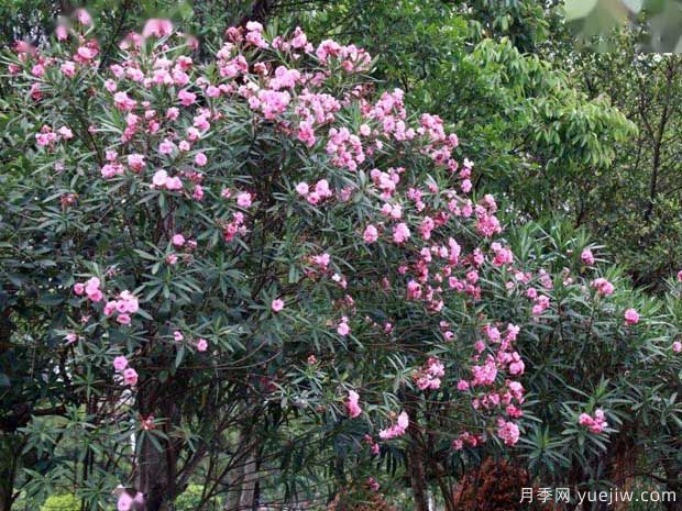 夾竹桃的圖片特點(diǎn)和種植養護(圖2)