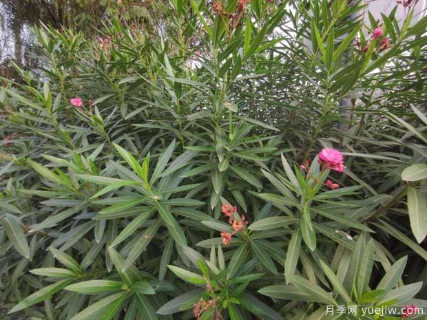 夾竹桃的圖片特點(diǎn)和種植養護(圖3)