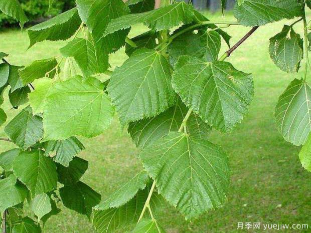 椴樹(shù)的圖片特點(diǎn)和種植養護(圖1)