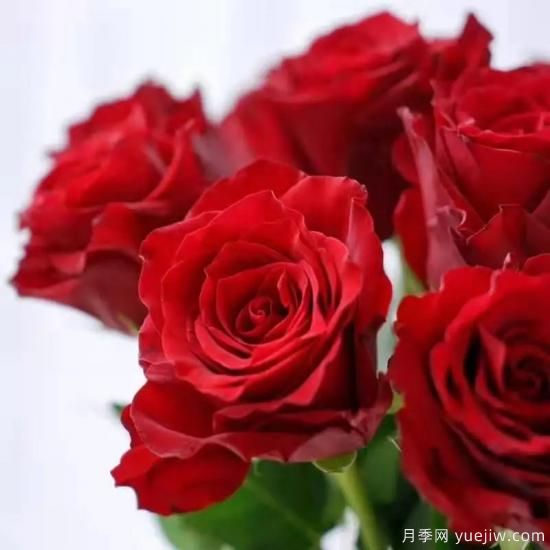 花店常備的15種紅玫瑰是什么？有什么優(yōu)缺點(diǎn)？(圖6)