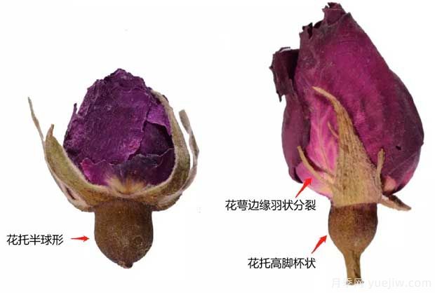 玫瑰月季薔薇，市場(chǎng)上還能找到純種玫瑰嗎？(圖1)