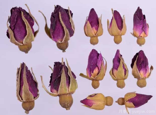 玫瑰月季薔薇，市場(chǎng)上還能找到純種玫瑰嗎？(圖2)
