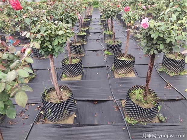 育苗容器影響植物生長(cháng)嗎？樹(shù)狀月季是否適合容器苗？(圖1)