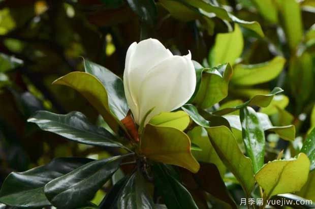 南召廣玉蘭的栽植與養護技術(shù)(圖1)