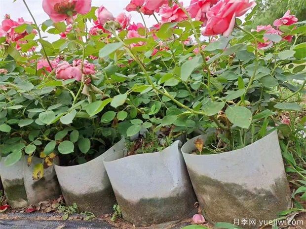 如何養好盆栽月季，如何養爆花？全方位解讀(圖1)