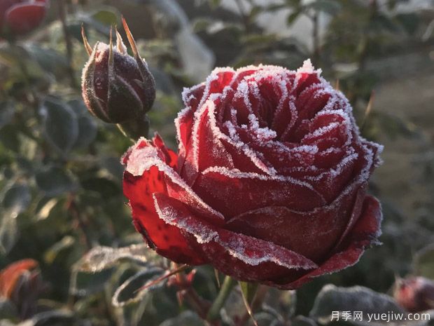 全國大范圍降雪，如何降低降雪對園林苗木的傷害？(圖1)