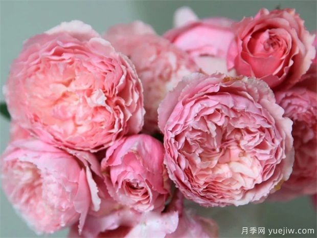 美咲(xiao)月季如何養植？(圖1)