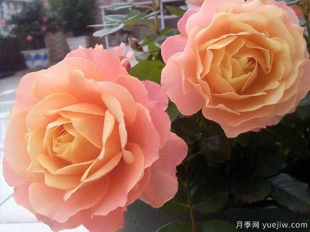 假日陽(yáng)臺月季(圖3)