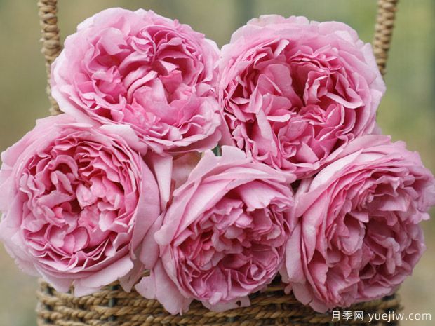 伊芙光月季的優(yōu)缺點(diǎn)是什么？(圖1)