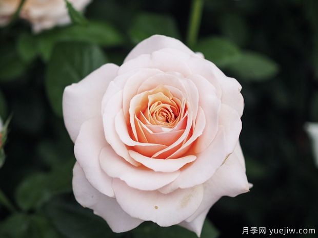 尚多斯美人月季的優(yōu)缺點(diǎn)測評(圖1)