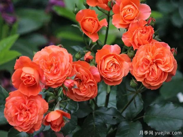 九月黃昏月季的優(yōu)缺點(diǎn)是什么？(圖1)