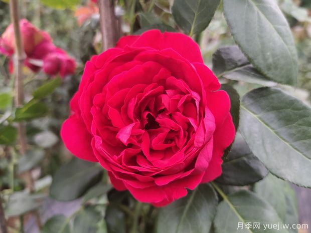 推薦5個(gè)熱門(mén)爬藤月季，蹭蹭開(kāi)花，滿(mǎn)院飄香(圖4)