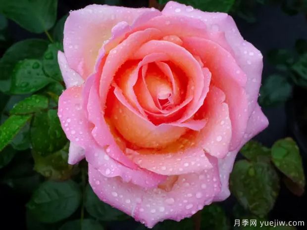 又香又美！全球***香月季10大排行榜(圖2)