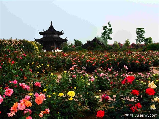 南陽(yáng)月季花開(kāi)全球，南陽(yáng)月季基地擬建特色小鎮(圖2)