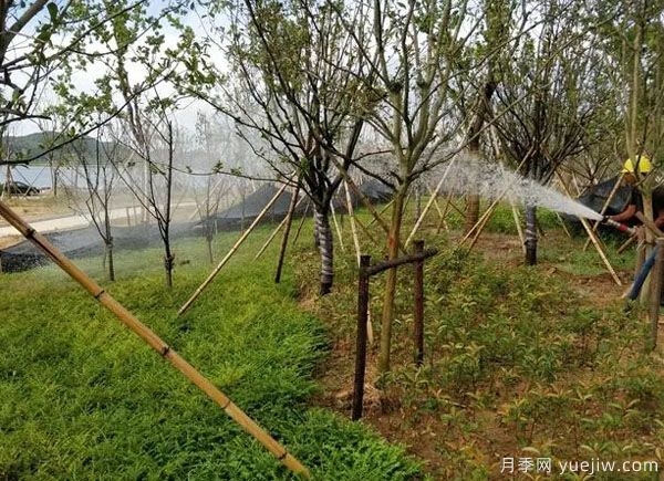 園林綠化早春返青水要注意，時(shí)間和澆水量很重要(圖1)