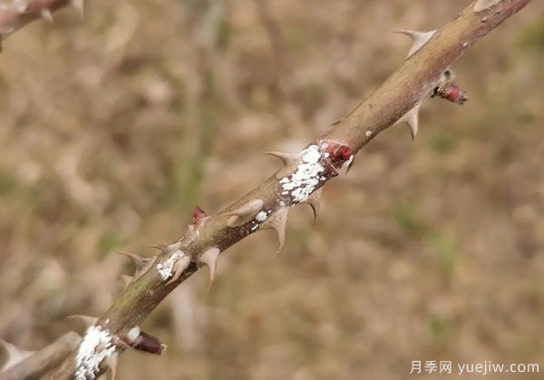 樹(shù)狀月季的桑盾蚧蟲(chóng)害有哪些傷害害，該如何防治？(圖3)