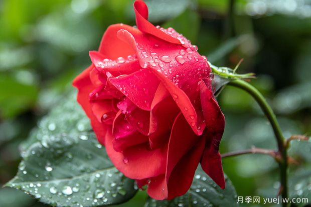 花卉行業(yè)有6大謊言，月季花友有沒(méi)有交智商稅(圖1)