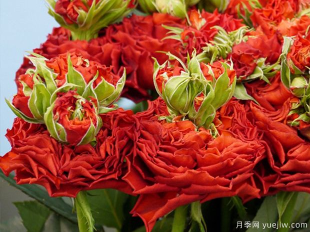 紅眼睛刺激月季的優(yōu)缺點(diǎn)是什么？(圖1)
