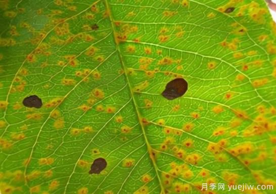 如何分清常見(jiàn)綠化植物病害的癥狀？(圖1)