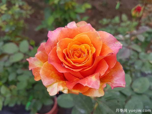 自由主義月季的優(yōu)缺點(diǎn)是什么？(圖1)