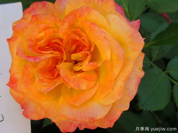 御花園月季的優(yōu)缺點(diǎn)是什么？(圖1)