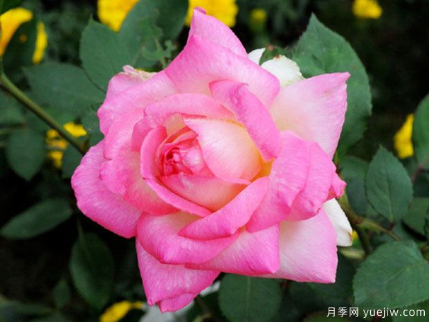 花車(chē)月季(圖1)