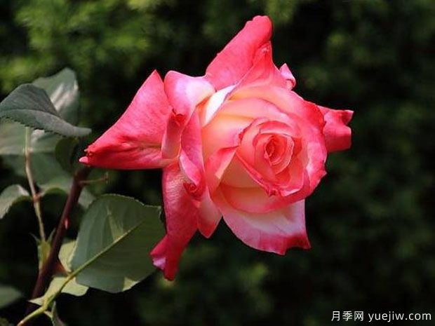 花車(chē)月季(圖5)