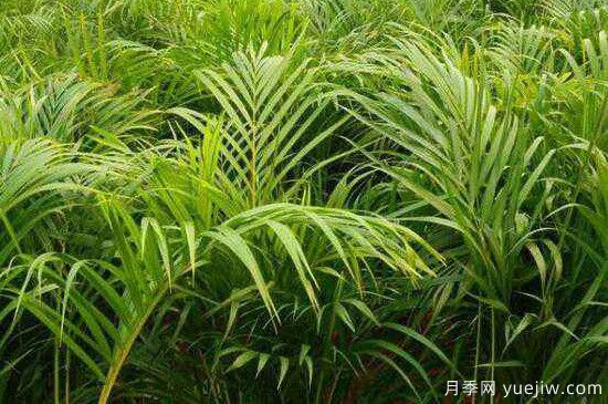 鳳尾竹發(fā)黃發(fā)枯的原因有哪些？(圖1)