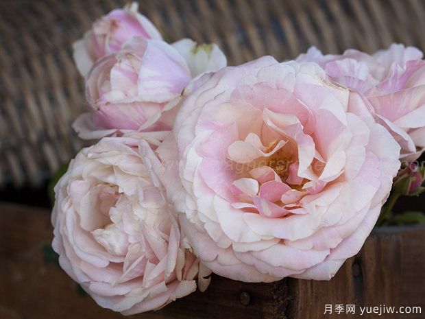玫瑰人生月季的優(yōu)缺點(diǎn)是什么？(圖1)