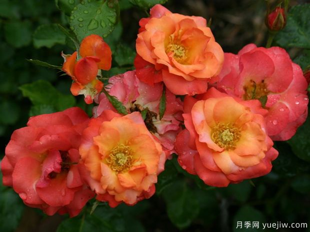 新地平線(xiàn)月季(圖1)